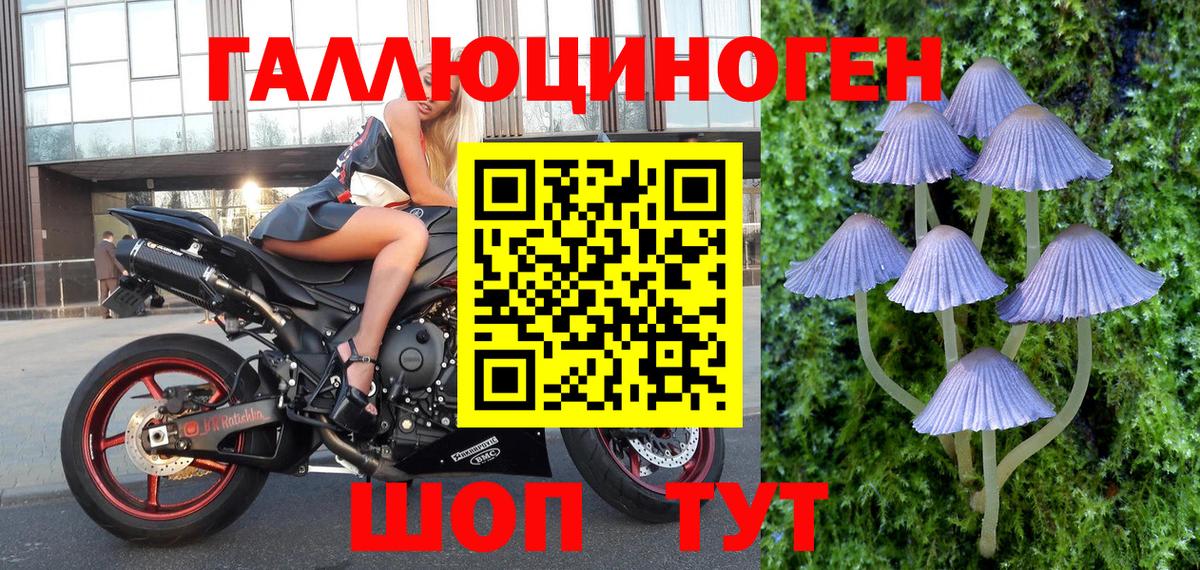 Псилоцибиновые грибы Psilocybe Лесосибирск